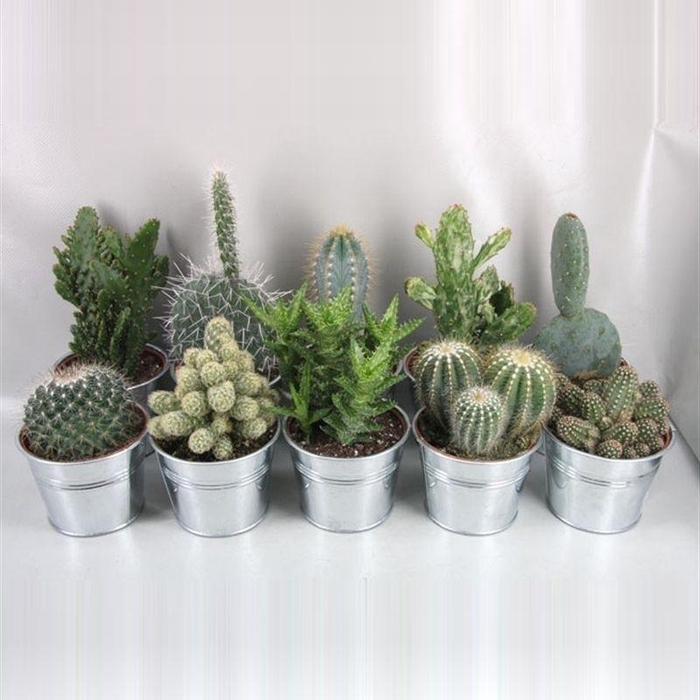 <h4>CACTUS GEM</h4>