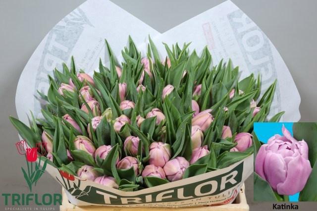 <h4>TU DU KATINKA</h4>