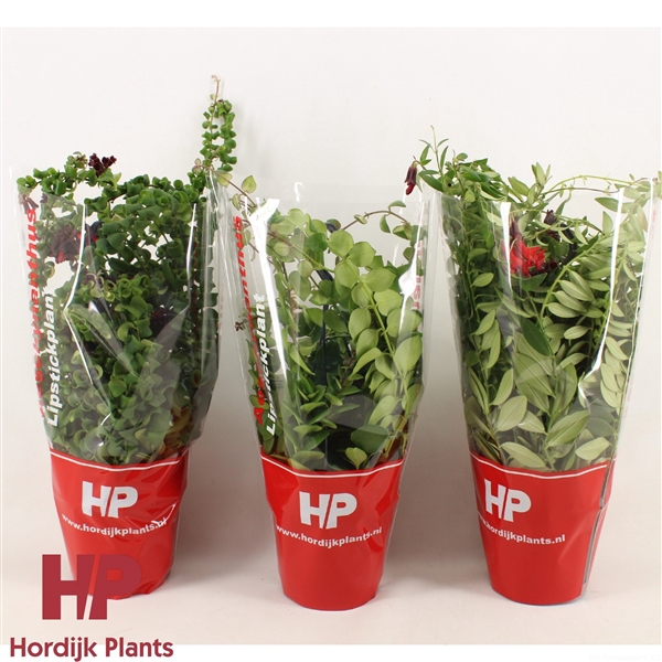 <h4>Aeschynanthus Mix (krul en plat).</h4>