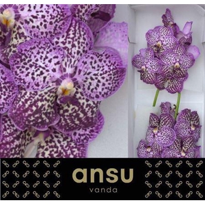Vanda Su Royal Purple