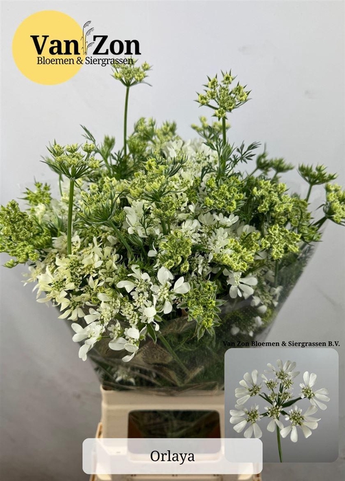 <h4>Orlaya G White Finch</h4>