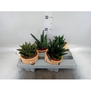 Aloe   ...mix
