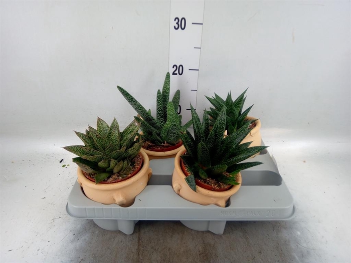 <h4>Aloe   ...mix</h4>