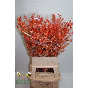 Ilex Ve Winter Gold Super