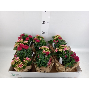 Arr.   Tuinplanten L%