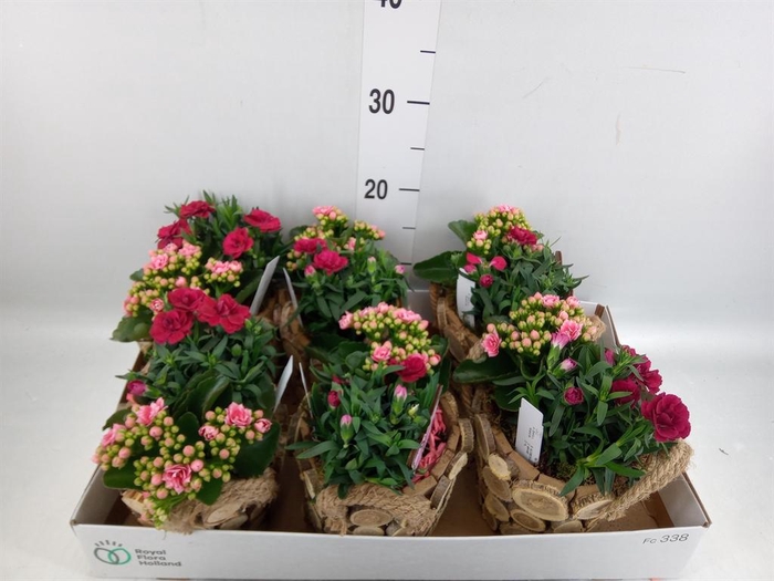 <h4>Arr.   Tuinplanten L%</h4>