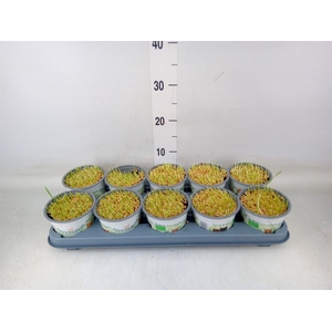 Hordeum sp.   ...kattegras zaai