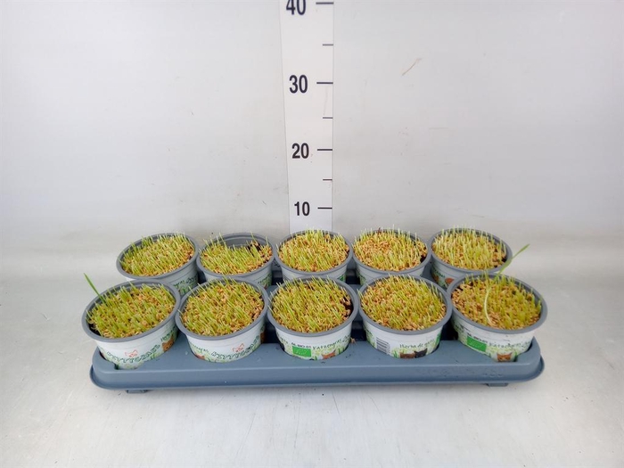 <h4>Hordeum sp.   ...kattegras zaai</h4>