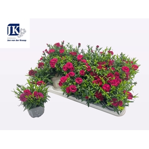 DIAN OSC PURPLE WING