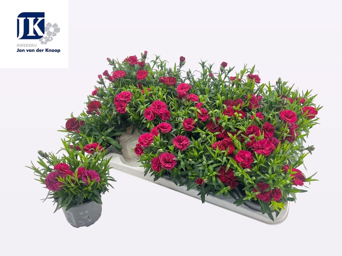 <h4>DIAN OSC PURPLE WING</h4>