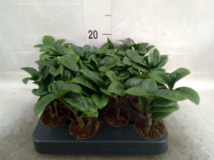 <h4>Zamioculcas zamiifolia 'Zenzi'</h4>