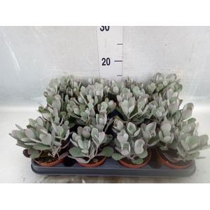 Kalanchoe NF pumila