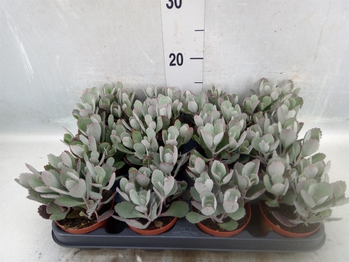 <h4>Kalanchoe NF pumila</h4>