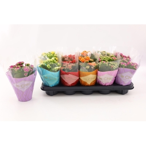 Kalanchoe Double, Le Chic Mix