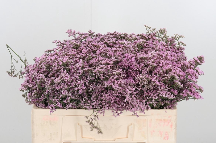 <h4>Lim Saf Oshi Pink</h4>