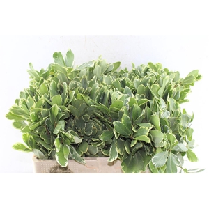 Pittosporum Ilan