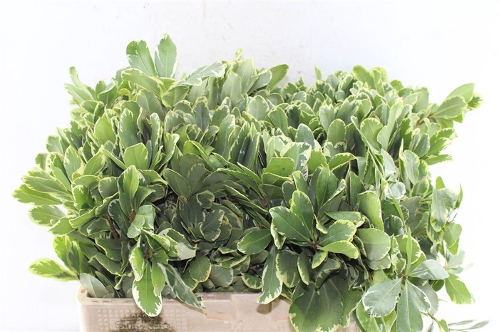 <h4>Pittosporum Ilan</h4>