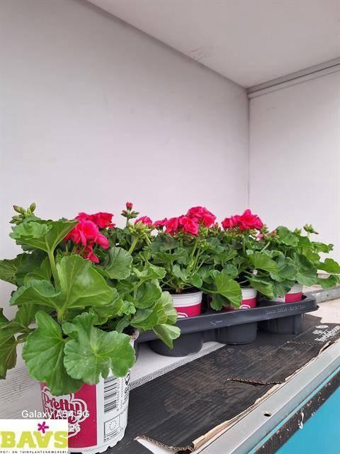 arr8 Pel Pret Lit Pi Spla