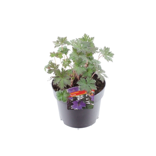 <h4>Geranium Maja</h4>