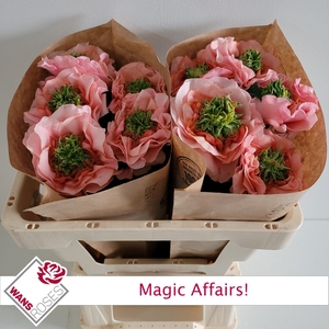 R GR MAGIC AFFAIRS!