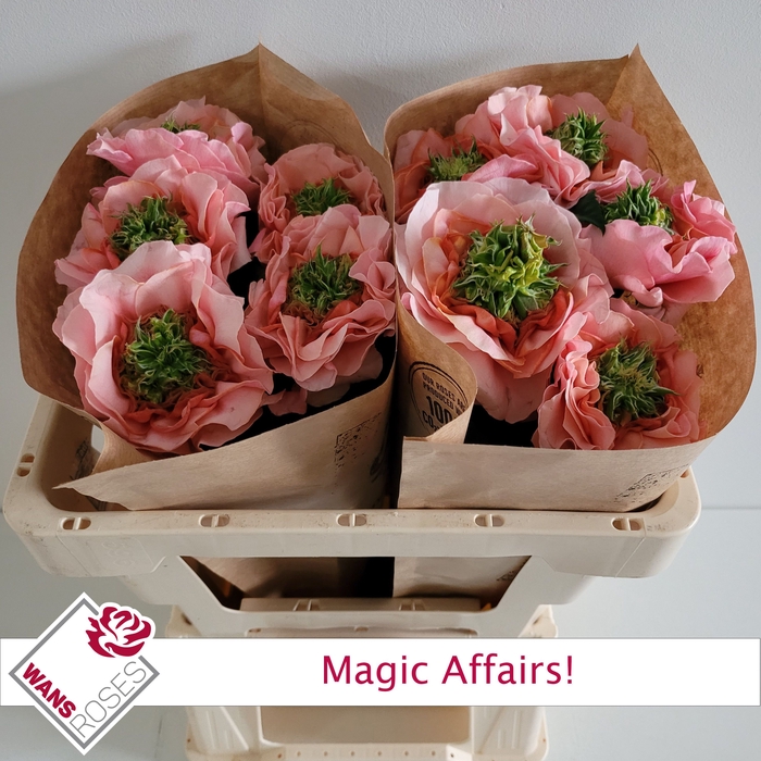 <h4>R GR MAGIC AFFAIRS!</h4>