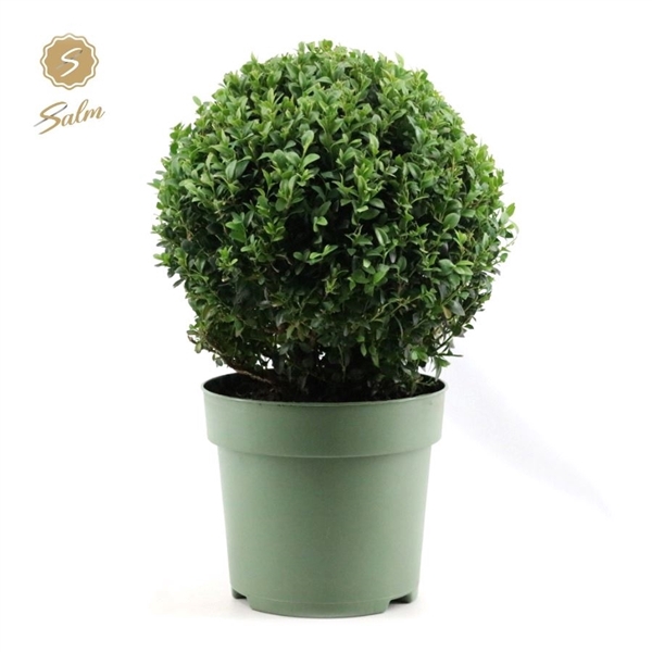 Buxus semp. Ball Ø30cm P23