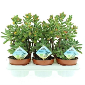 Bio Echveria pulvinata 510-PV13