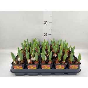 Tulipa DU 'Flamingo Baby'