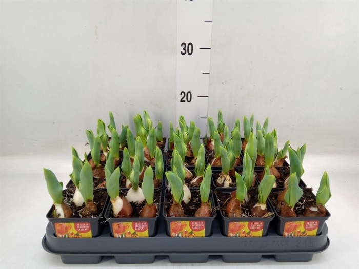 <h4>Tulipa DU 'Flamingo Baby'</h4>