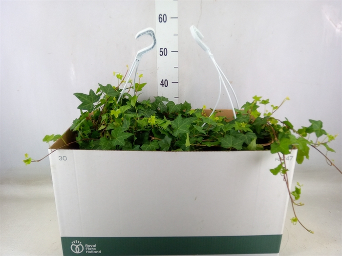 <h4>Hedera helix 'Pittsburgh'</h4>