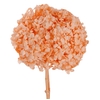 Hydrangea orange past.stabi