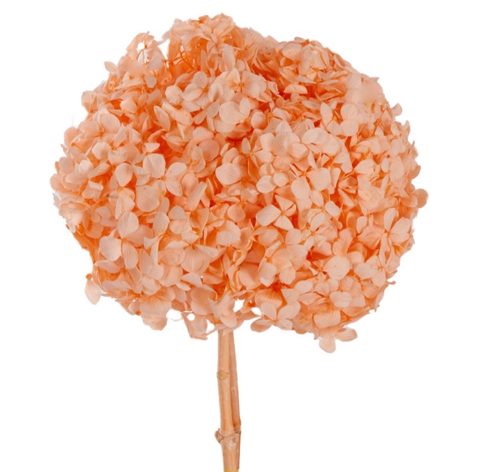 Hydrangea orange past.stabi