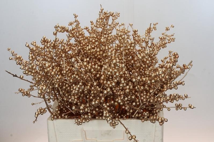 <h4>Ilex paint Goud Antiek</h4>