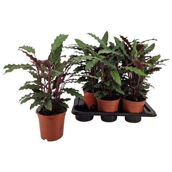 <h4>Calathea rufibarba 17 cm</h4>