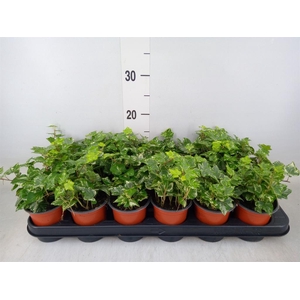 Hedera helix 'Harlekijn'