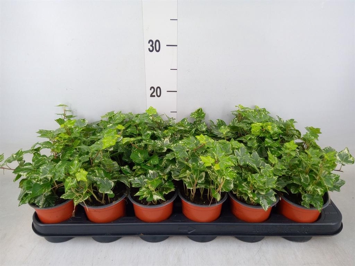 <h4>Hedera helix 'Harlekijn'</h4>