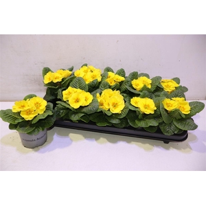 Prim Ac Paradiso Yel