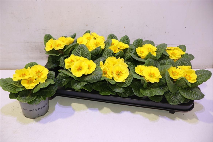 <h4>Prim Ac Paradiso Yel</h4>