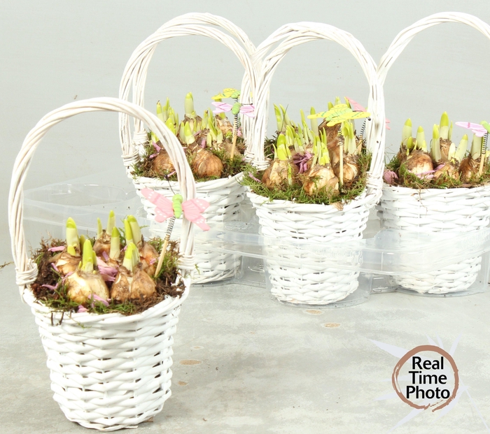 <h4>ARR NARCISSUS</h4>