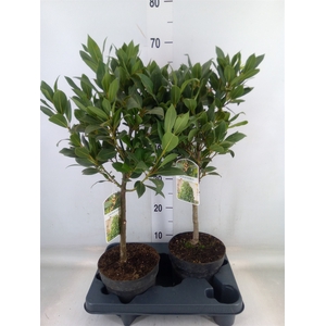 Laurus nobilis