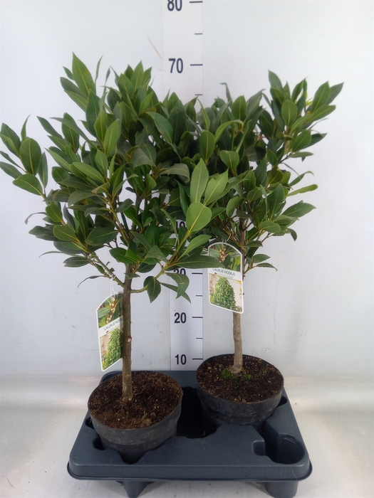<h4>Laurus nobilis</h4>