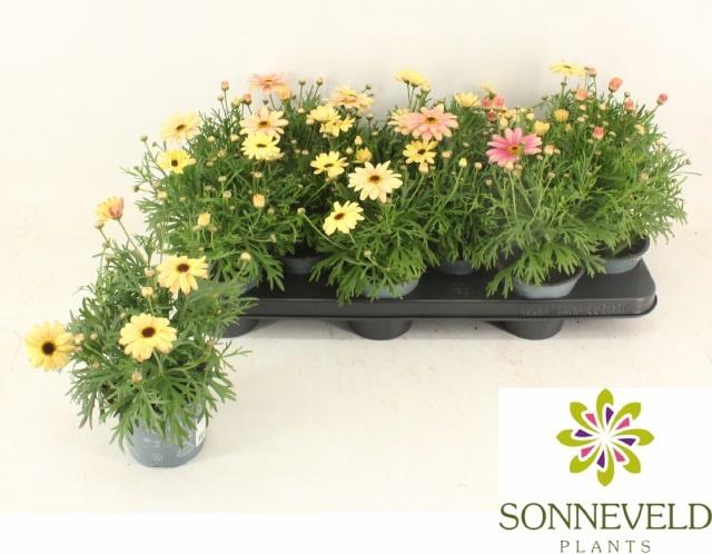 <h4>ARG MAD CR MERLOT</h4>