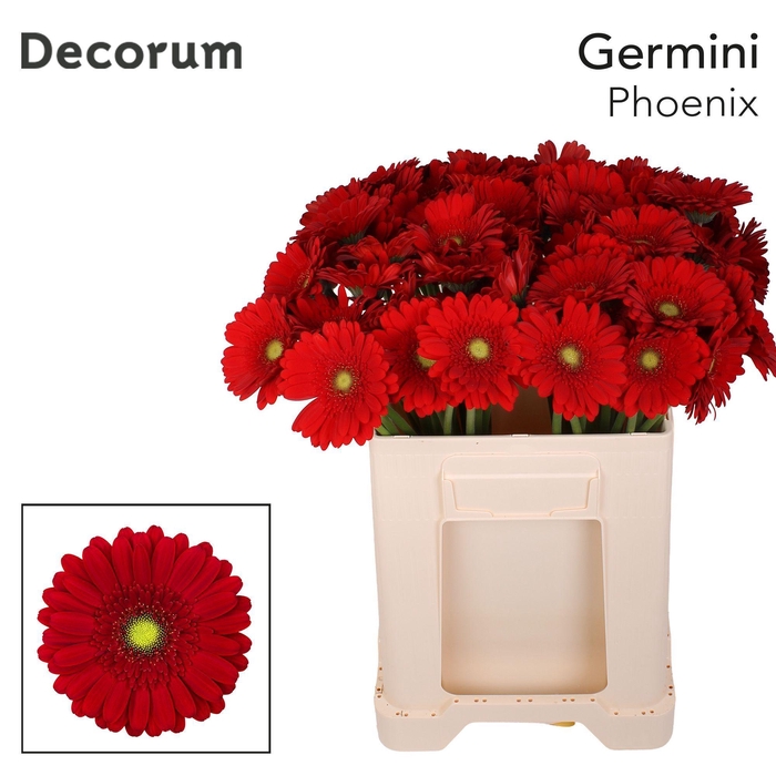 <h4>Germini Phoenix Water</h4>