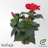 Hibiscus Overig rood Eos