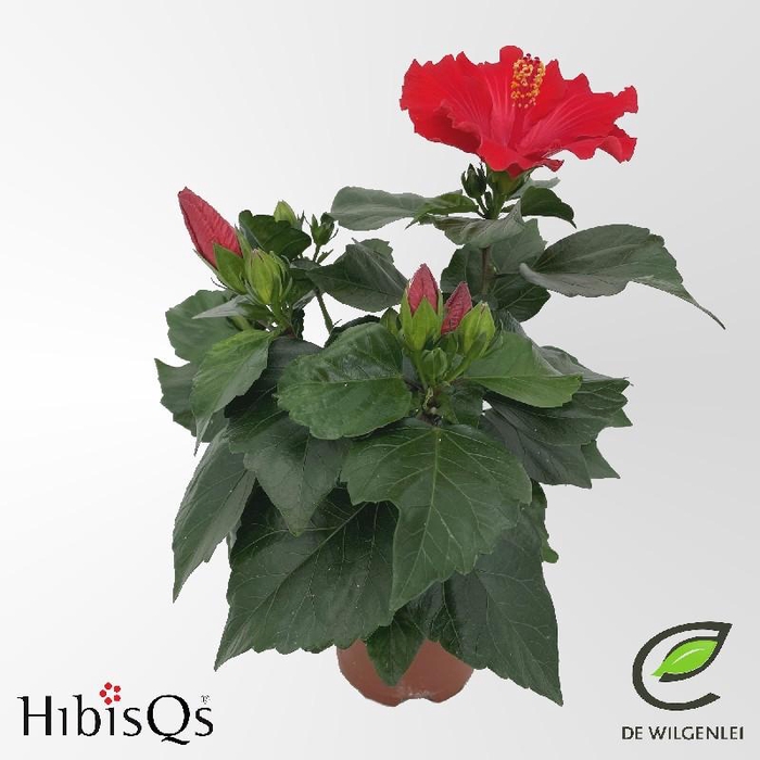 Hibiscus Overig rood Eos