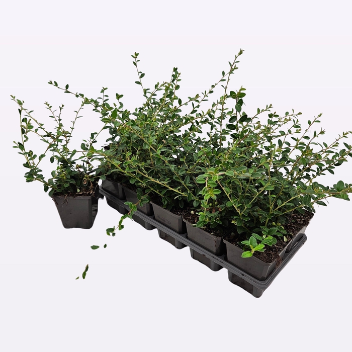 <h4>Cotoneaster Suecicus 'Coral Beauty'</h4>