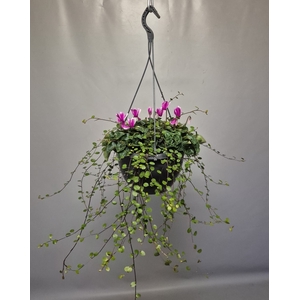Hangpot 23 cm Cyclaam met Muehlenbeckia