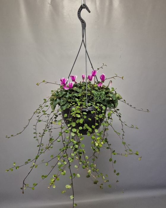 <h4>Hangpot 23 cm Cyclaam met Muehlenbeckia</h4>