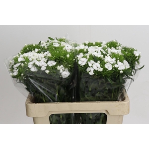 Dianthus Br White Duke