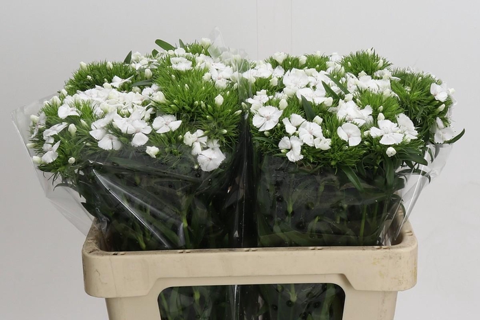 <h4>Dianthus Br White Duke</h4>
